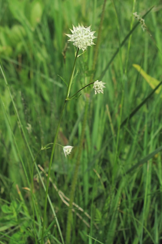 Astrantia minor